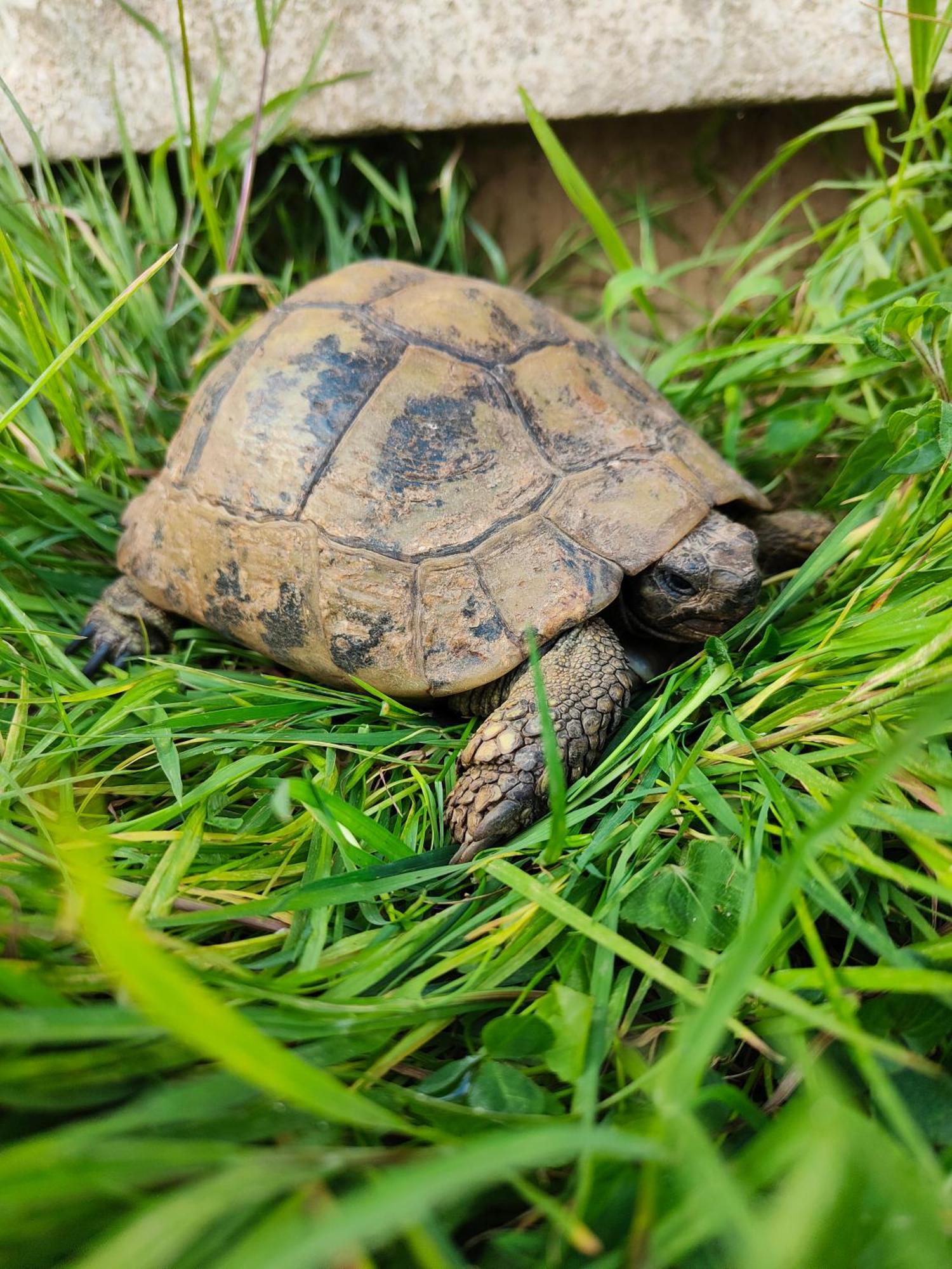 Le Gite De La Tortue Bayeux Buitenkant foto